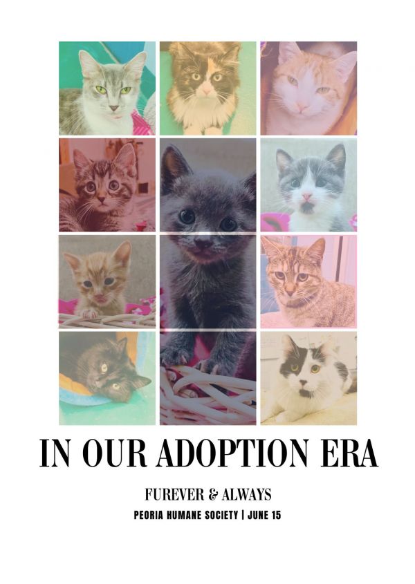 Swifty Cat Event