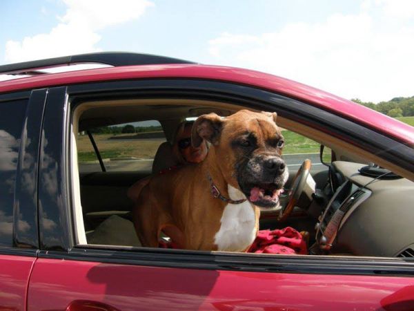 Dog in car.
