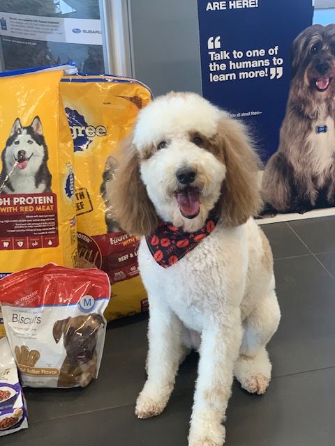 pet food drive mack 2022
