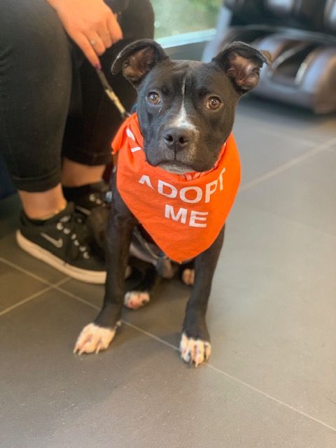 Subaru adoption event 4