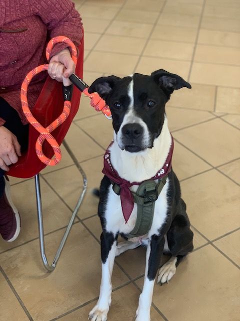 Zoe adoption event