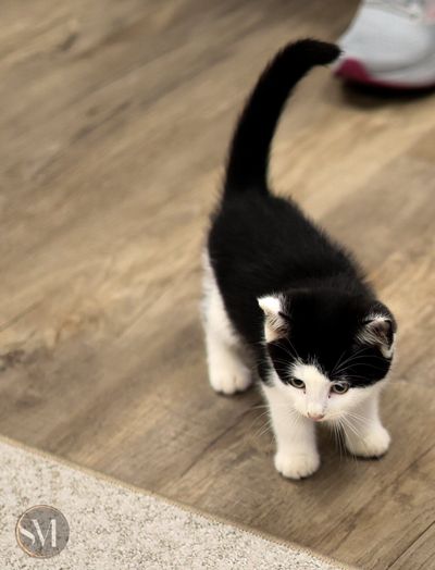 kitten shower 4