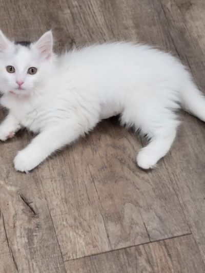 Kitten shower 15