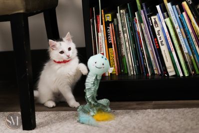 kitten shower 5