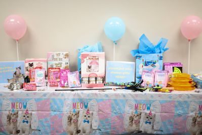 Kitten shower 2025