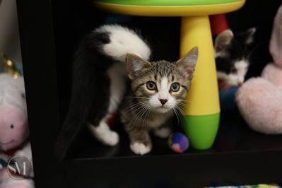 kitten shower 2