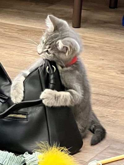 Kitten Shower 12