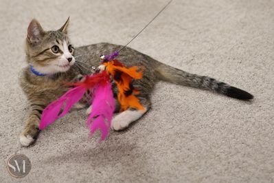 kitten shower 8