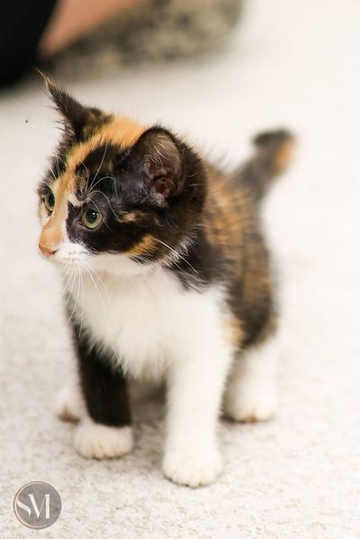 kitten shower 3
