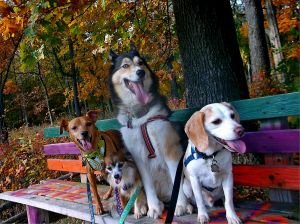 Dogs on bench