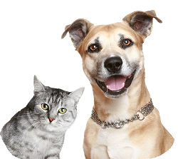 Dog-and-Cat-Transparent-Background