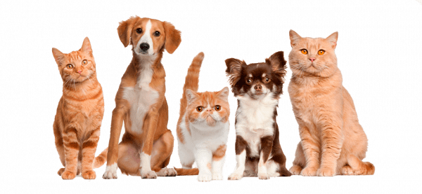 Revolution-Slider_cat-and-dog-image_transparent