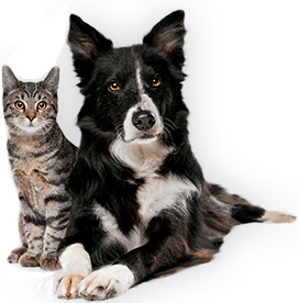 footer-image