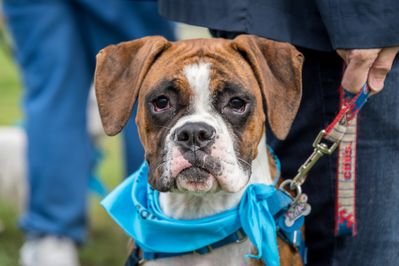 Bark in Park dog