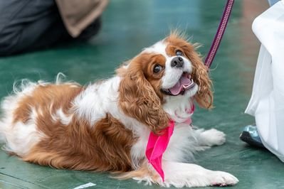 Bark in the Park dog image
