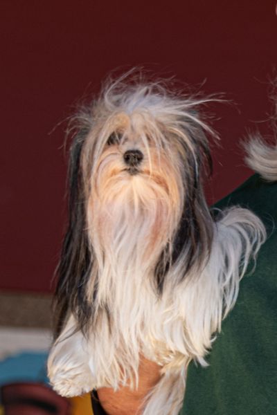 Bark 74